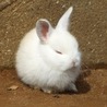 ハッピーうさぎ