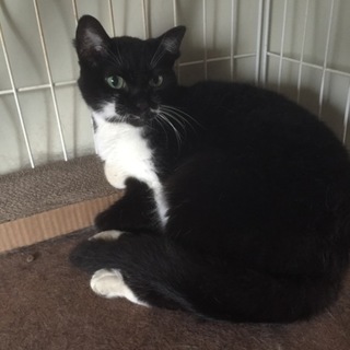 里親を探してます。