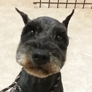 ワンコにも人にも友好的な男の子♪