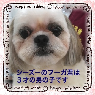 シーズーのフーガ君は穏やかな男の子