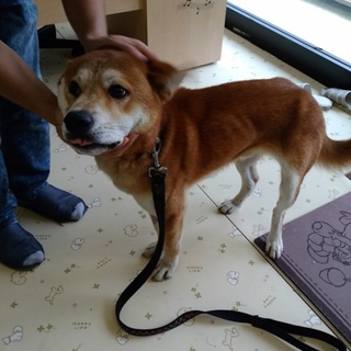 ぼんくん、推定3才、温厚な子♪