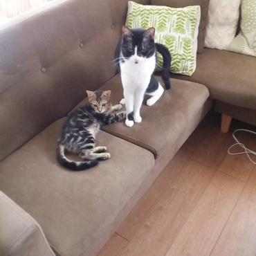 ソファーでお昼寝