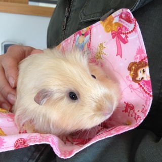 無事里親さんの元へ参りました