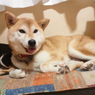 『うめちゃん』　体重8.5キロ　とても優しい子