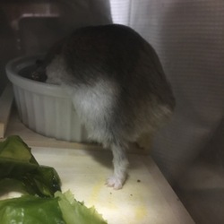 めたぼうの最近