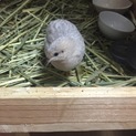 増え過ぎてしまった為里親さん募集