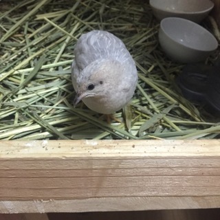 増え過ぎてしまった為里親さん募集