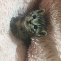 名古屋 ちくわちゃんの里親さま募集