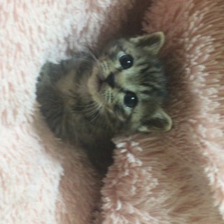 名古屋 ちくわちゃんの里親さま募集