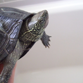 元気なクサガメの女の子
