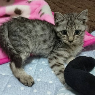 名古屋 はなちゃんの里親さま募集