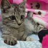 名古屋 はなちゃんの里親さま募集 サムネイル2