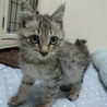 名古屋 はなちゃんの里親さま募集 サムネイル3