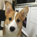 1歳の女の子コーギーです。