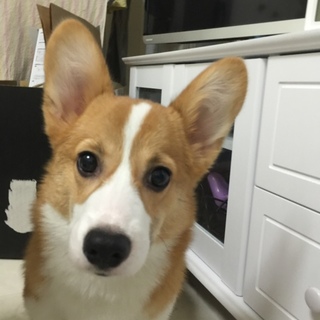 1歳の女の子コーギーです。