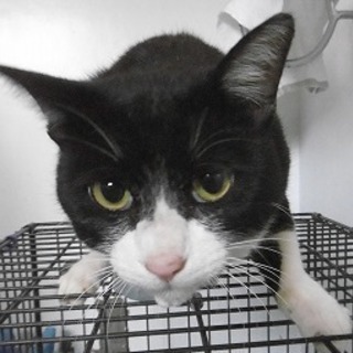 肩乗り大好き♪甘えっ子白黒くん