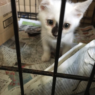 ２か月の可愛い子猫が４匹(^O^)／