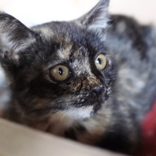 ２か月の可愛い子猫ちゃん４匹です(*^^*)