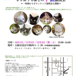 子猫里親会＊一時預かりボランティアさん募集説明会