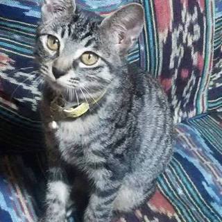 キジトラ美少女くるり、生後約4か月