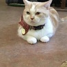 chunnkichi
