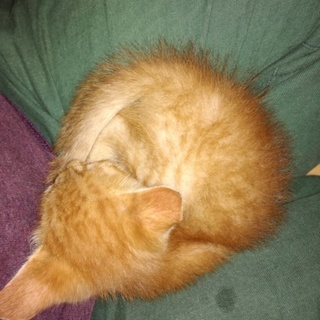 小さくて可愛い茶トラの女の子です。