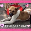 保健所からレスキューされた子犬達です