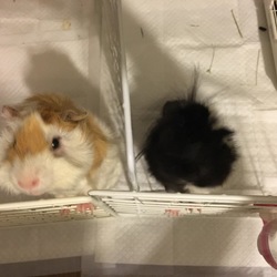 ぷいぷいブラザーズ