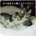イケメンで可愛い猫兄弟★里親募集