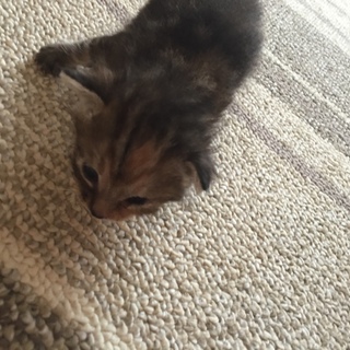 子猫保護しました