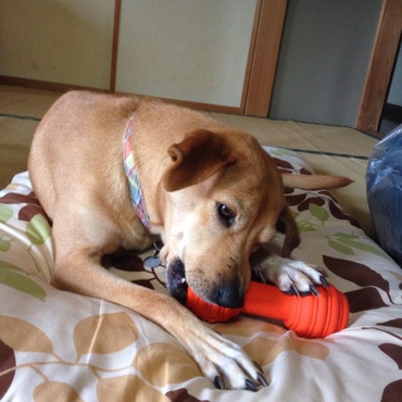 コングの中にはササミジャーキーが！ストレス解消です…