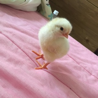 9月22日生まれの鶏の雛！