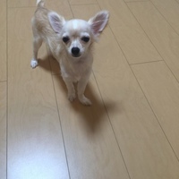 チャッピー