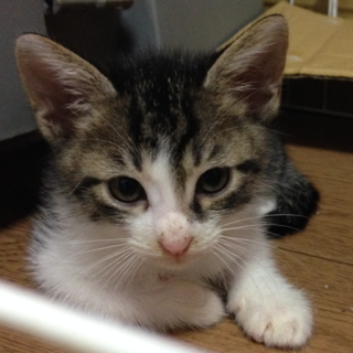 ゴロゴロ男子　しーちゃん