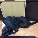 エキゾチックショートヘア成猫 里親様募集