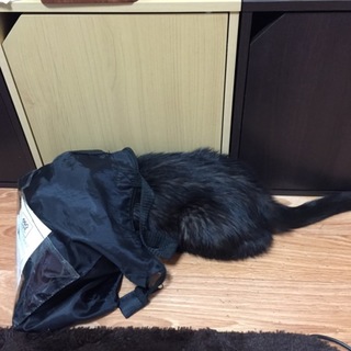 エキゾチックショートヘア成猫 里親様募集