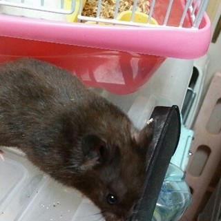 保護ハムスター3か月3匹里親さま募集