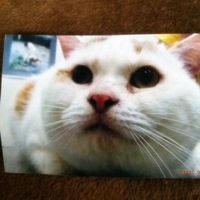 だいちゃん