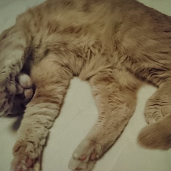 「うちの癒し系」サムネイル1