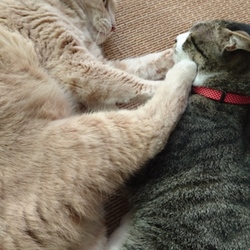 「うちの癒し系」サムネイル2