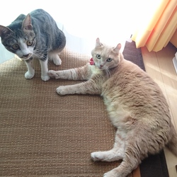 「うちの癒し系」サムネイル3