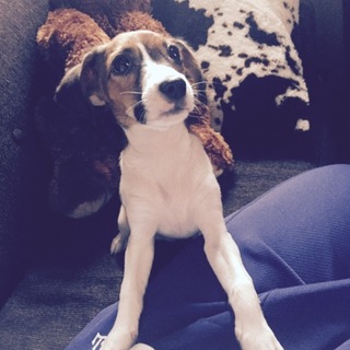 ジャックラッセルテリア6ヶ月