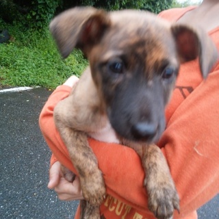 ブリンドルカラーの女の子「5-2」