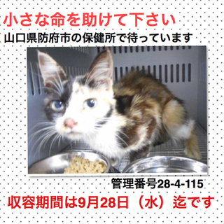 小さな命を助けて下さい