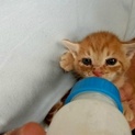【茶トラ】可愛い子猫ちゃんの里親募集！