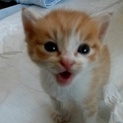 【茶白】可愛い子猫ちゃんの里親募集！