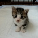 募集停止中【黒サバ白】可愛い子猫ちゃんの里親募集！