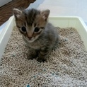 【茶サバ】可愛い子猫ちゃんの里親募集！