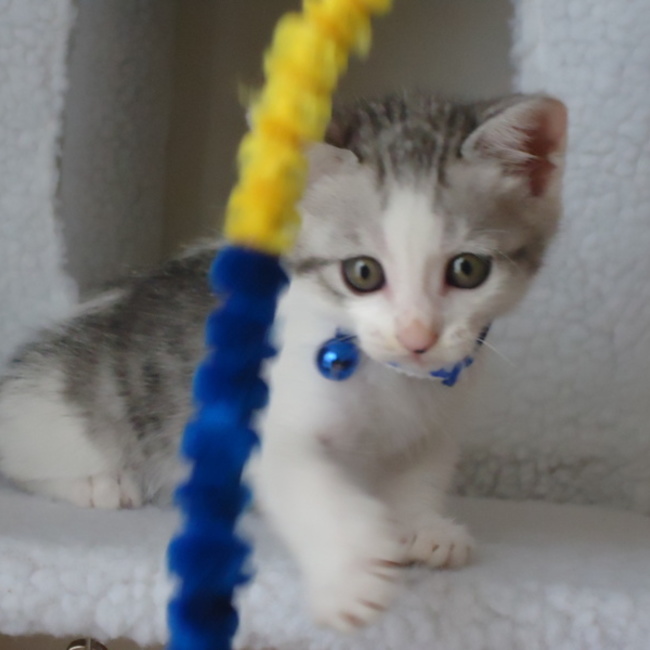 ラトゥーのカバー写真