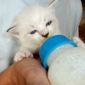 【白】可愛い子猫ちゃんの里親募集！